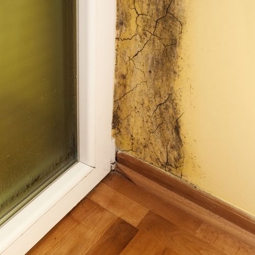 mold on surface of the wall