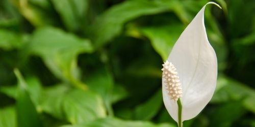 Peace Lily For Humidity