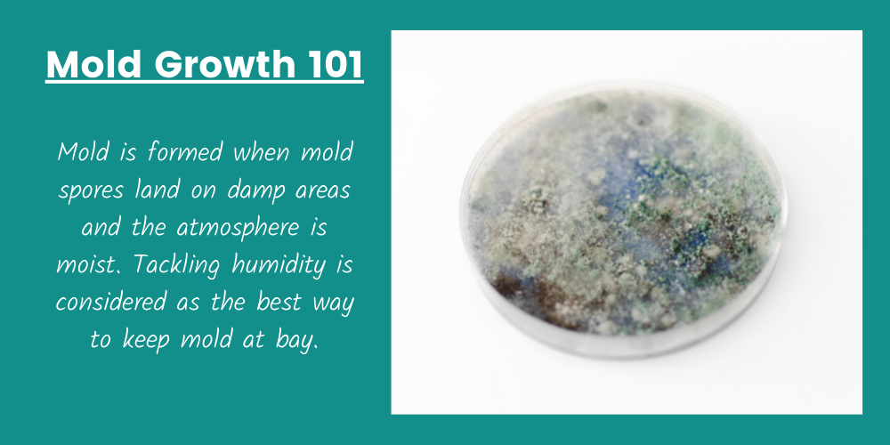how mold is formed