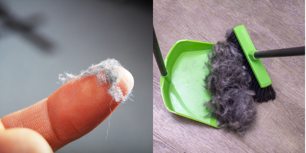 how to clean dust and pet hair