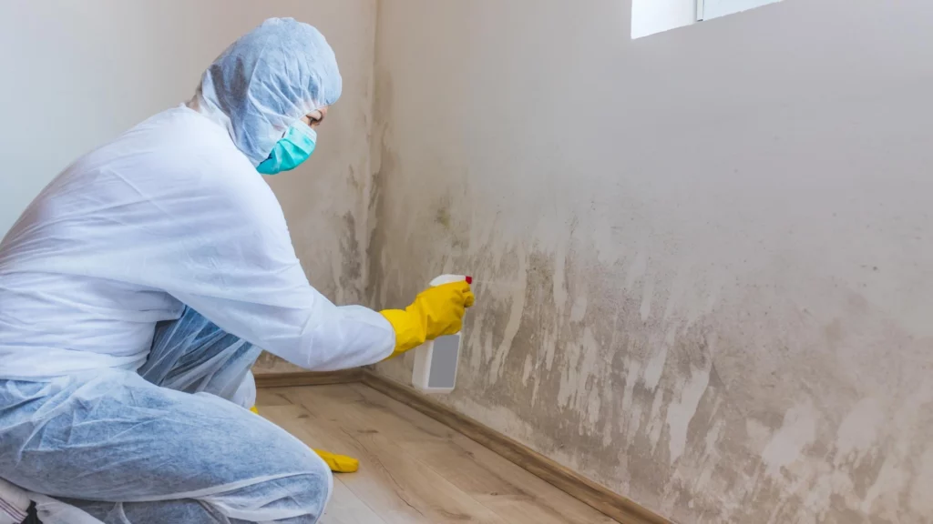 First thing you need to do after identifying black mold?