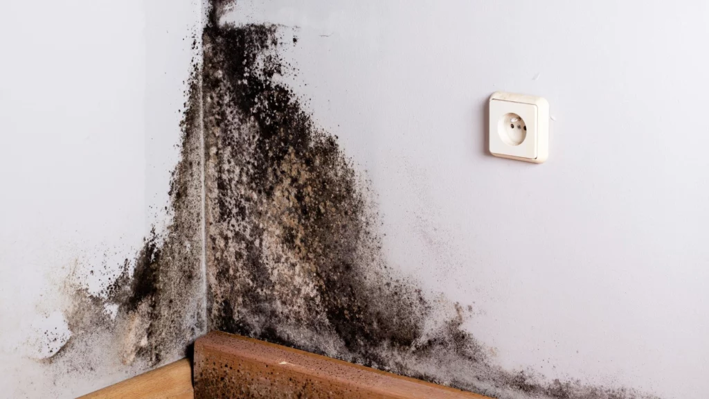Is black mold a visible form of mold?