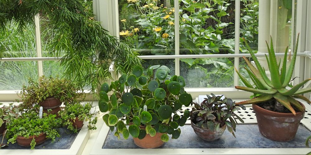 humidifier benefits for plants
