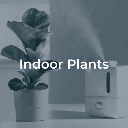 Indoor Plant humidifier