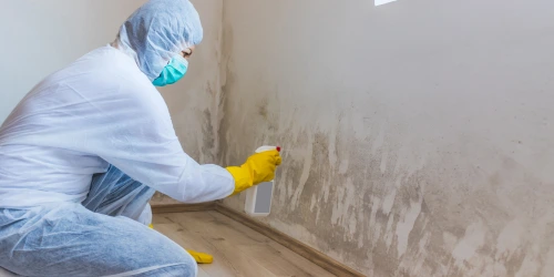 Remove efflorescence and mold
